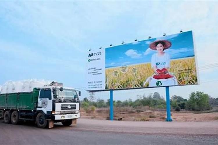 如何养殖茶花树