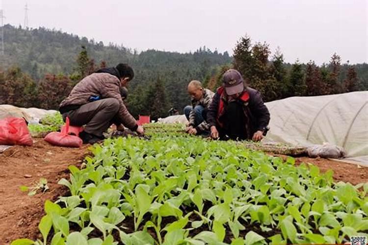 小烟苗用什么肥料最好