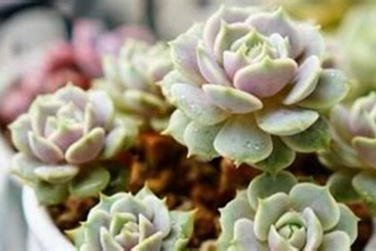 多肉施肥用什么肥料,如何给多肉施肥