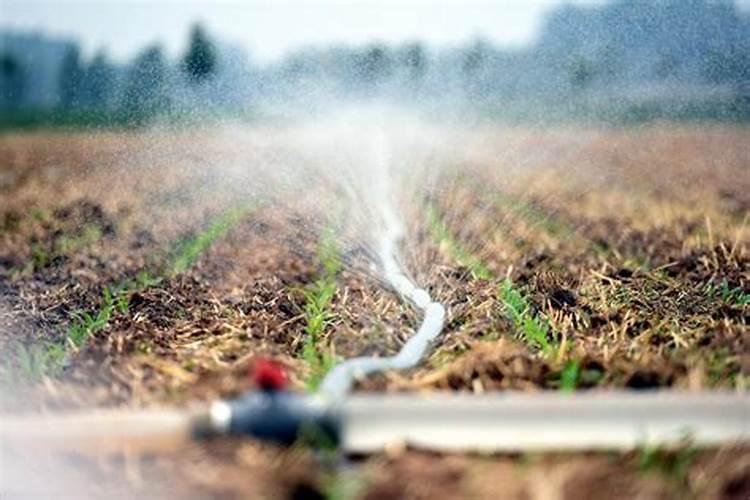 种子播种后多久需要施肥