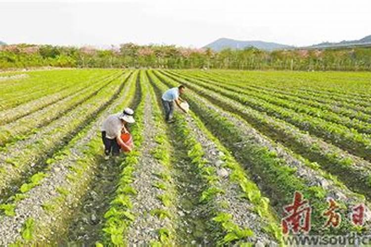 香菜种子多久施肥