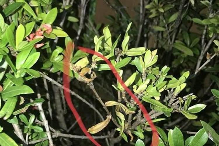 龙船花秋季怎么养护