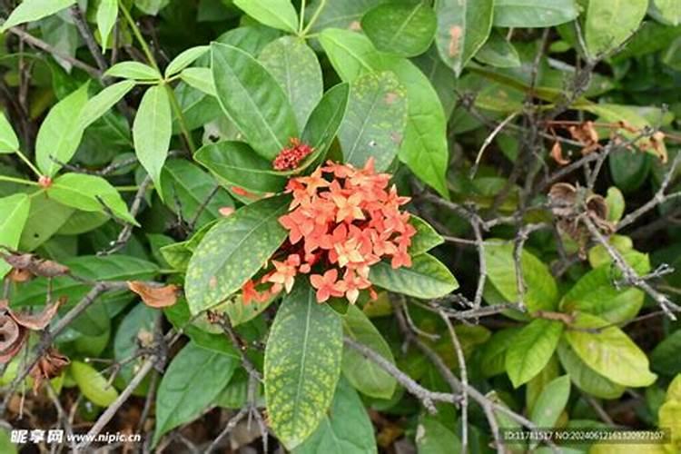 龙船花怎样催花