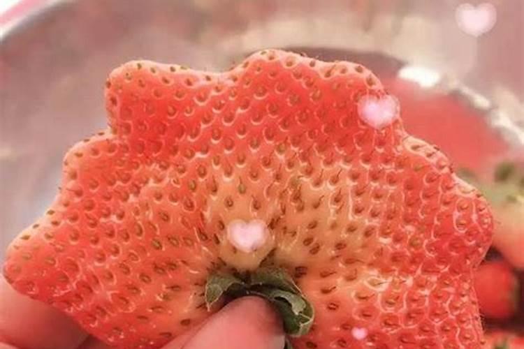 草莓喷什么叶面肥结果多？草莓座果根茎块膨大剂？