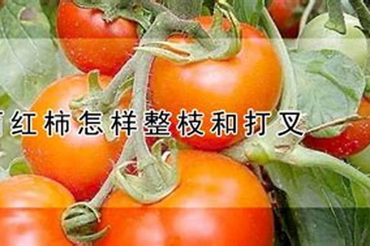 柿子苗卷叶是怎么回事