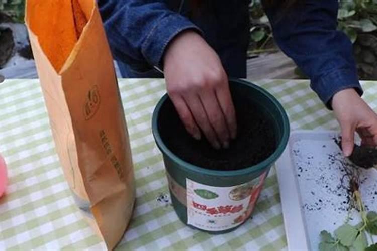 草莓高钾肥的使用方法 草莓高钾肥如何使用