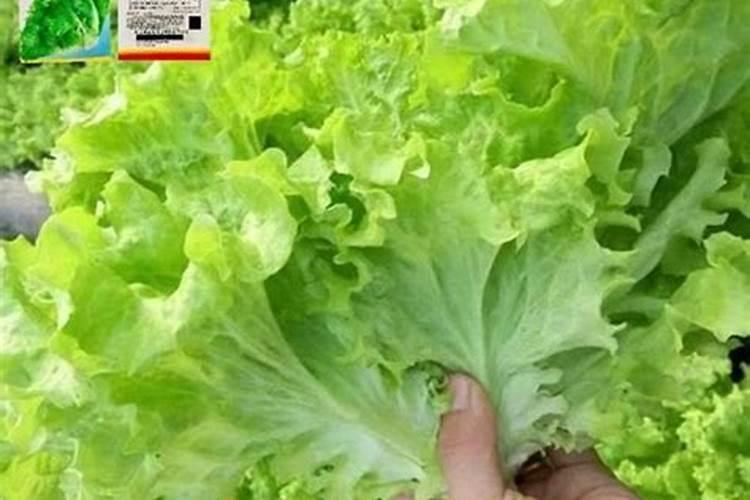 八月份葡萄树上什么肥料