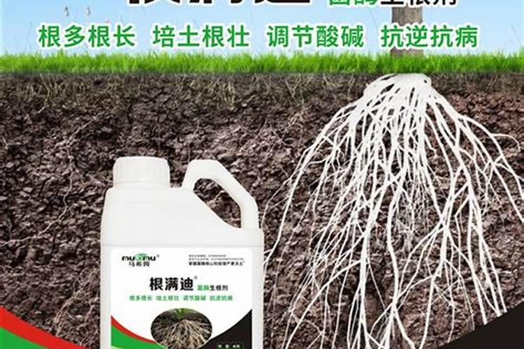 番茄可以几天不浇水