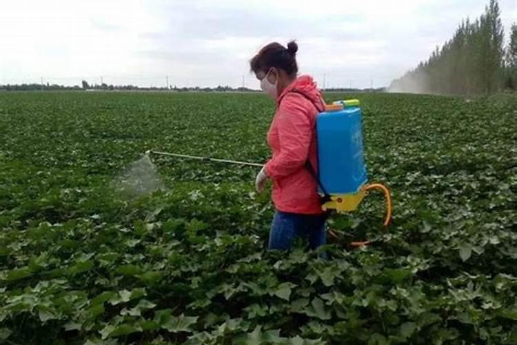 赤霉酸可以用于李子树上吗