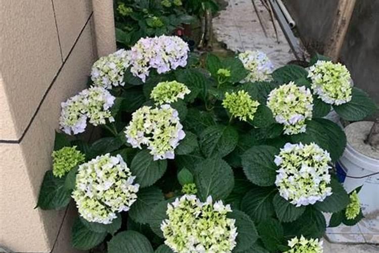 红木香花花苞期施肥吗？