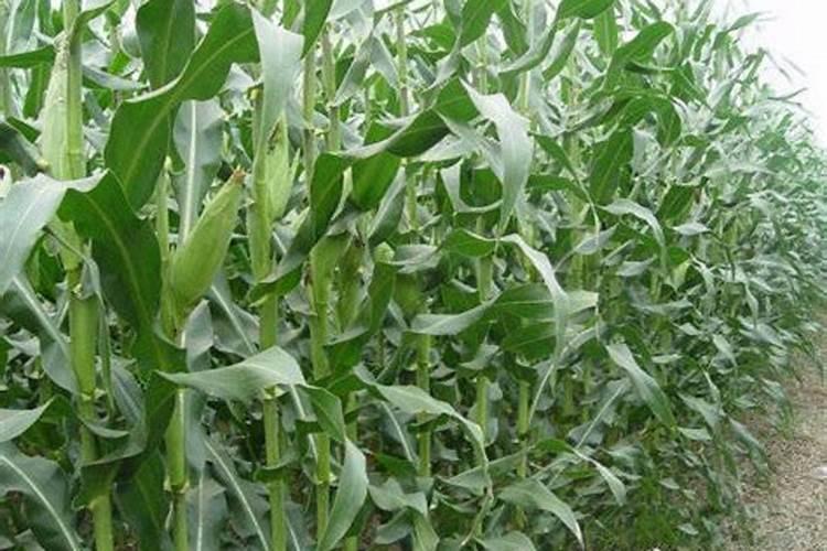 幸福树多久施一次肥 施什么肥好