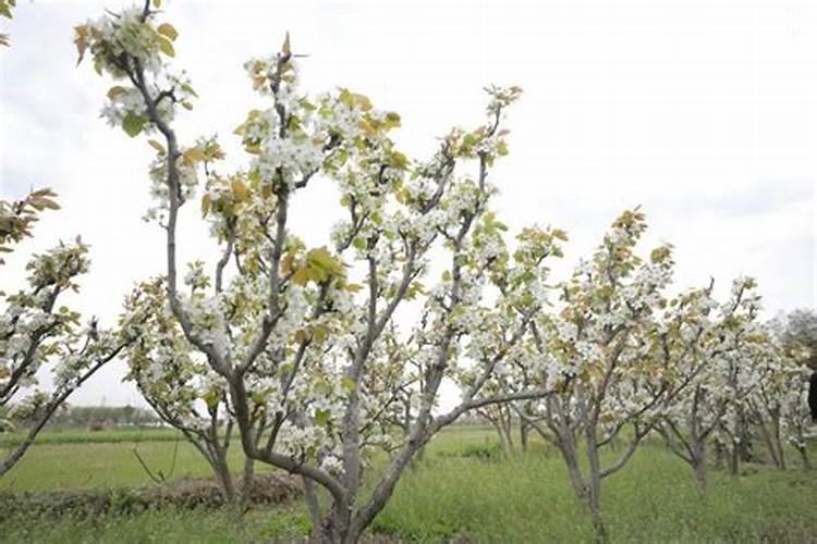 皇冠梨树秋施什么含量的化肥