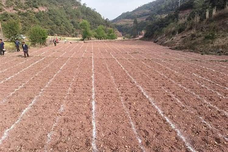 烤烟施肥过量怎么办