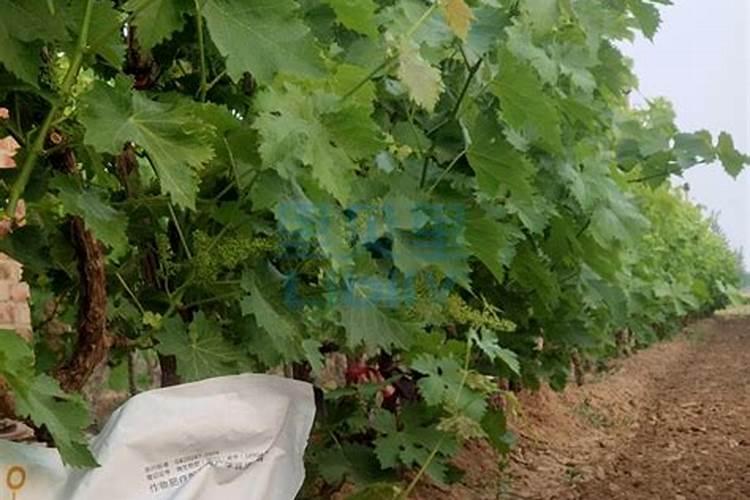 葡萄挂果期施什么肥料好？葡萄结果期冲施什么肥料好？