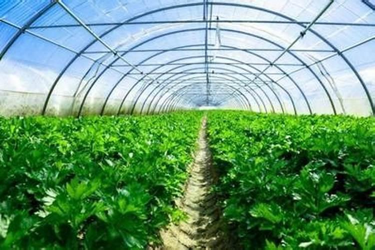 黄花菜的花蕊要摘掉吗