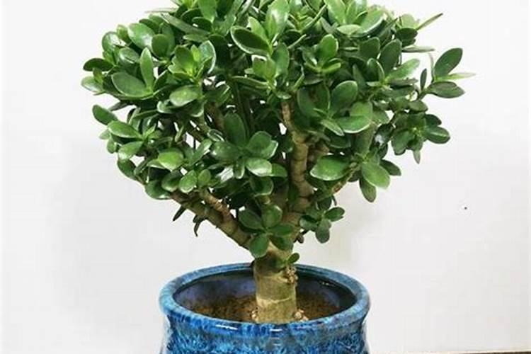 玉树开花寓意“吉祥如意”,好多花有玉树不开花,如何养才开花？