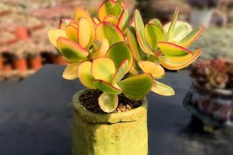 玉树怎么养成老桩造型