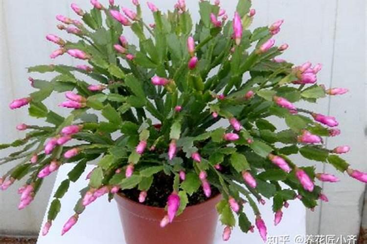 蟹爪兰春天施什么肥