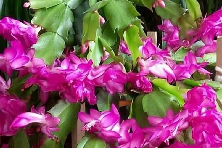 蟹爪兰春天施什么肥