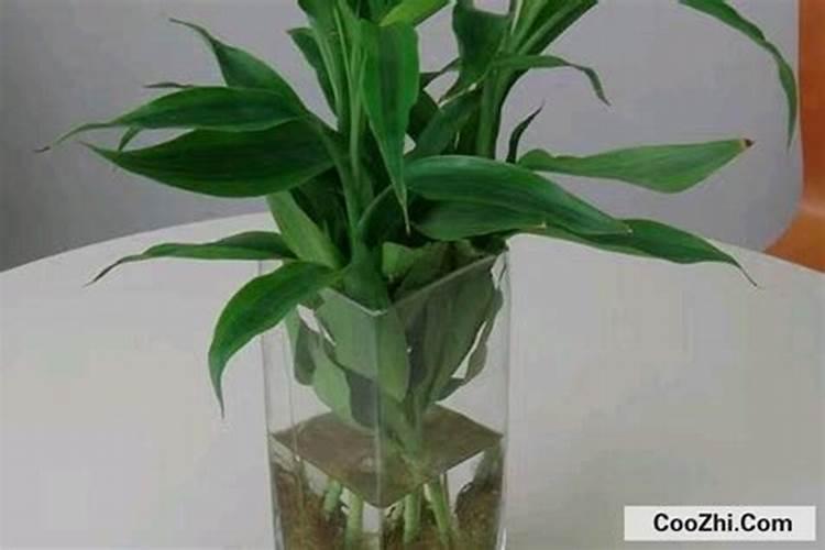 天堂鸟施肥过多怎么办？天堂鸟肥料用过量了如何处理