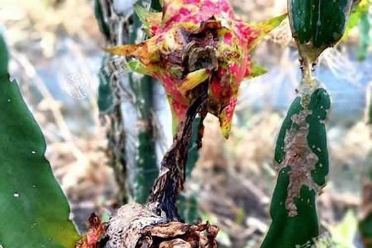 火龙果膨果期哪些肥料可以用作基肥？火龙果膨大期用哪些肥料好？