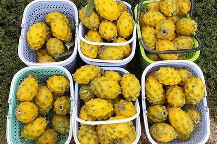 黄腐酸钾水溶肥的主要功效及其用法用量