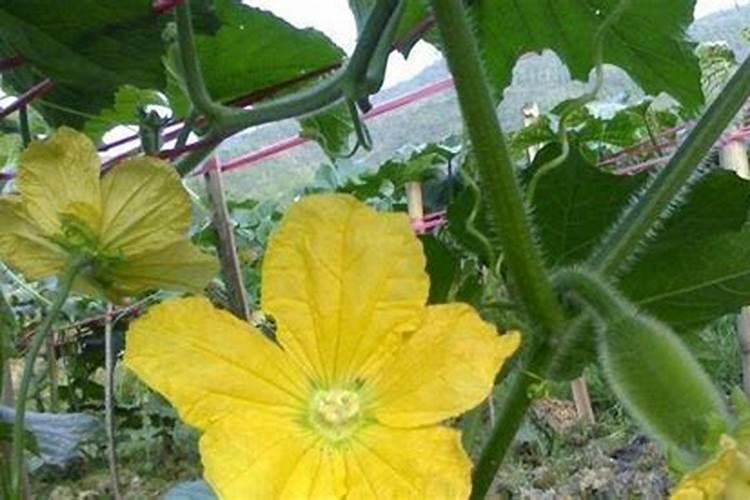 冬瓜种植的施肥建议:昆仑风叶面肥助增收