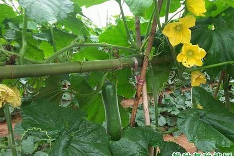 冬瓜秧刚开花追啥化肥好