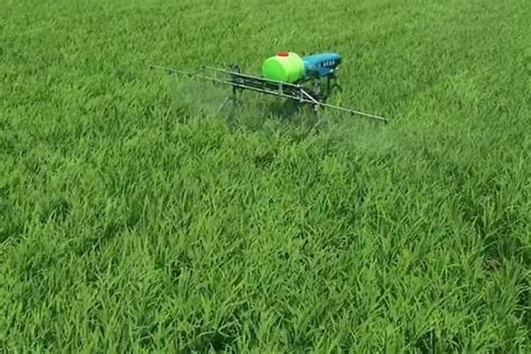 大姜种植后头两次浇水应怎么冲施肥料？