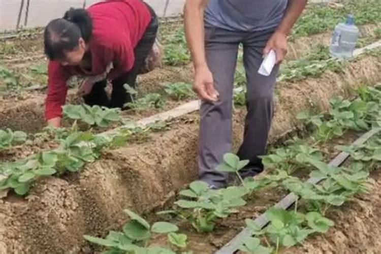 草莓需要氮磷钾肥有什 么作用？