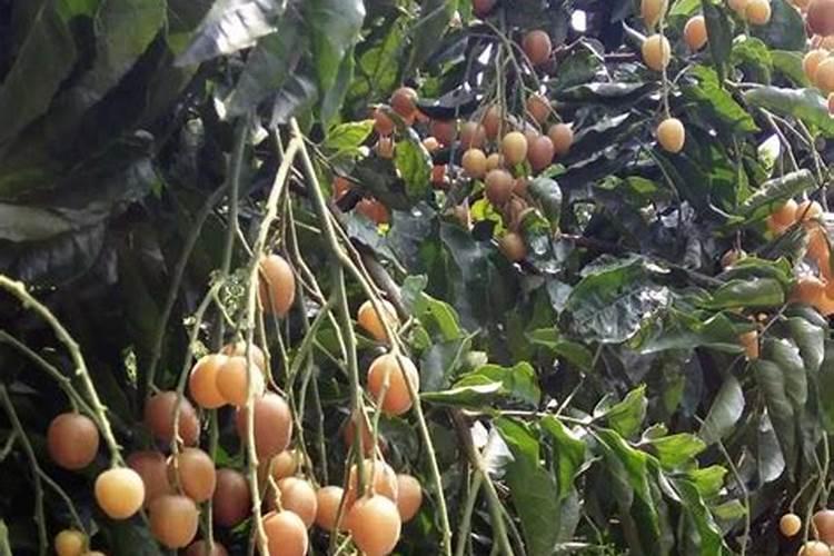 黄皮果树什么时候施肥最佳