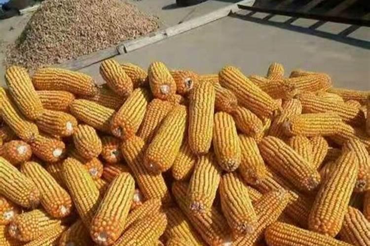 玉米专用复合肥能在土壤表面使用吗