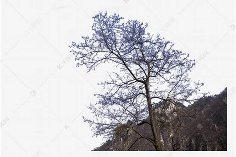 葵花泡水叶子枯萎打叶面肥可以吗