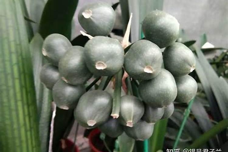 玉米七八个叶子苞子砸了消叶面肥可以吗？