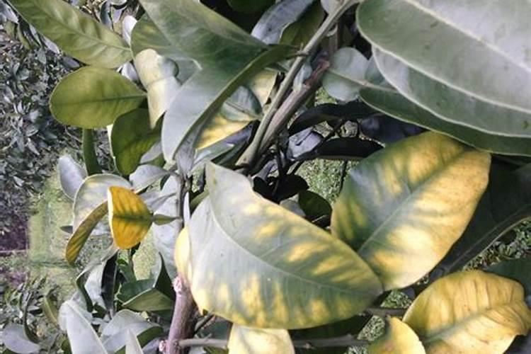 矿源黄腐酸钾用量过多导致作物叶子发黄是什么原因？