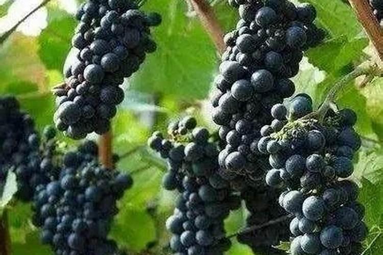 磷酸二氢钾用多了会对葡萄有影响吗？是根施还昰喷施,可以和农药混合使用...