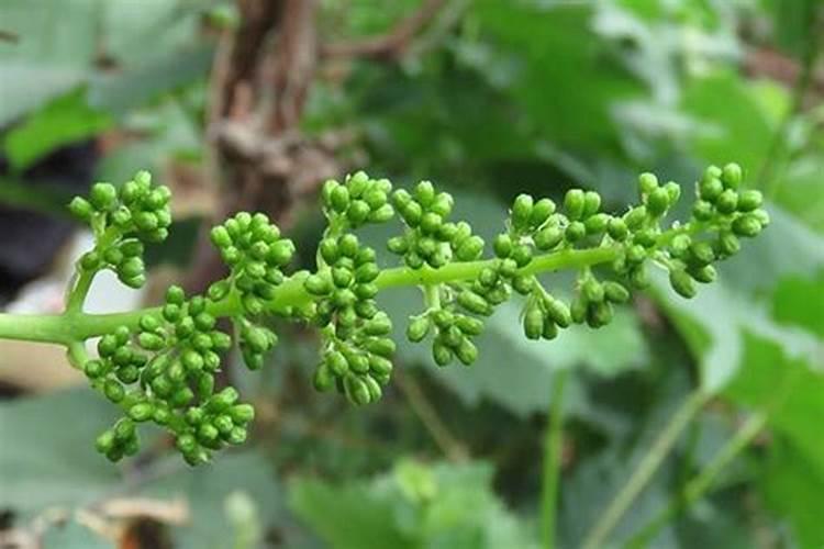 葡萄开花前能施肥吗