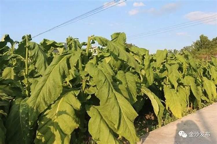 一亩烤烟用多少钾肥 什么时候施钾肥好