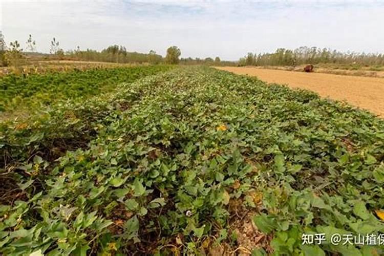 烤烟一次冲施多少肥料？烤烟用叶面肥比较好？烤烟喷施昆仑风