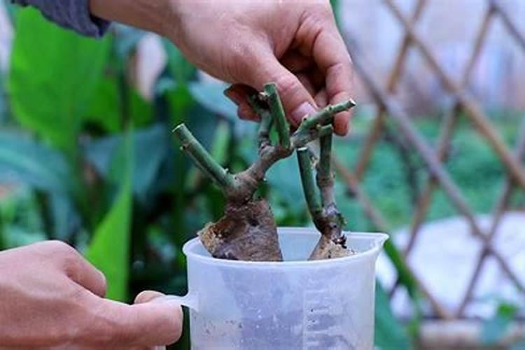 月季花多久施肥一次何时施肥如何施肥