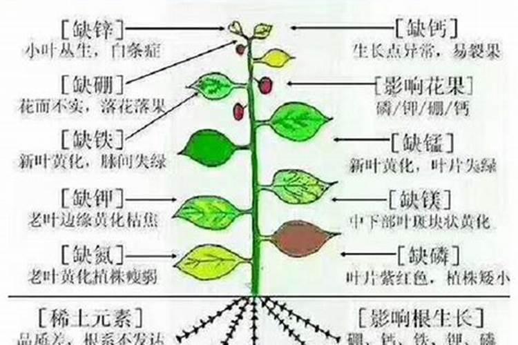 如何用草木灰消毒魔芋