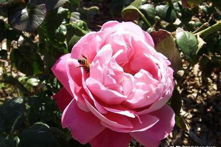 肥料放多了怎么办