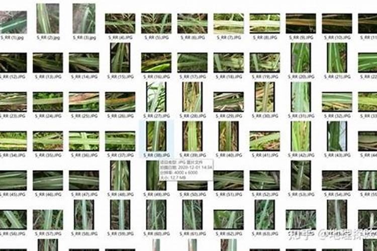 夏季瓜果类可以用矿源黄腐酸钾吗