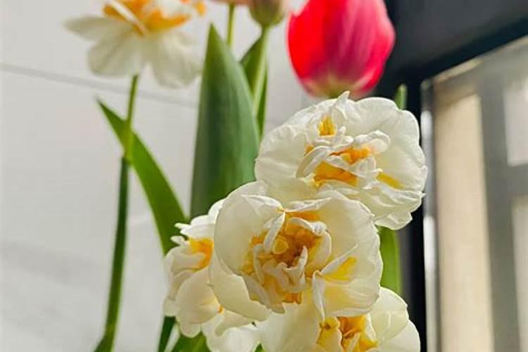 家养桂花树怎么养好养活