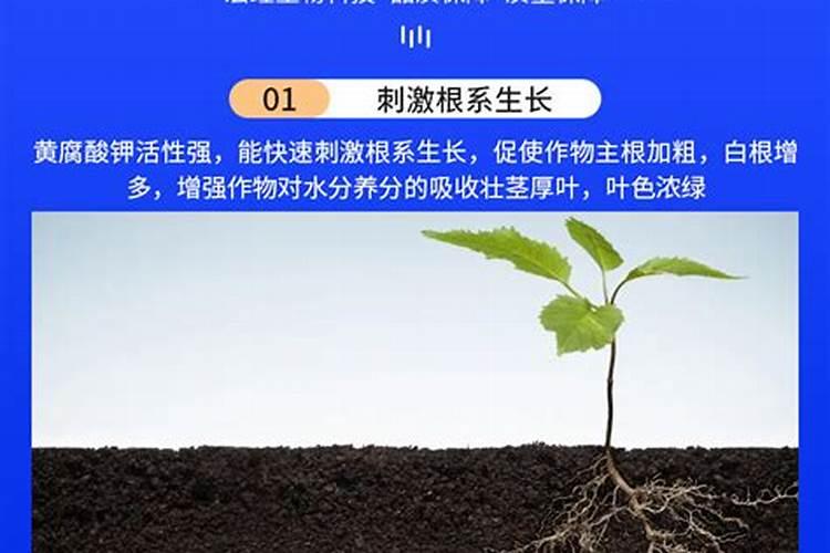 小麦叶面肥使用效果好,很多人还不会用