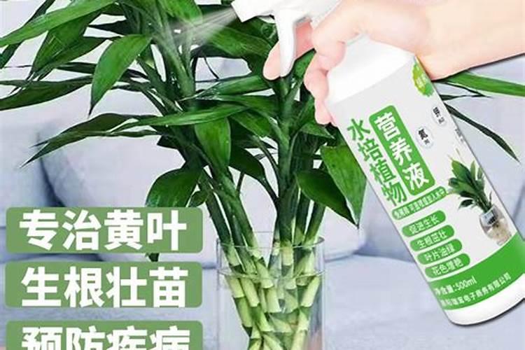 富贵竹和什么一起养