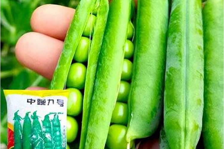 豌豆底肥放什么肥好(底肥施用方法)