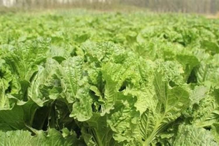 碗豆尖适合施什么肥料