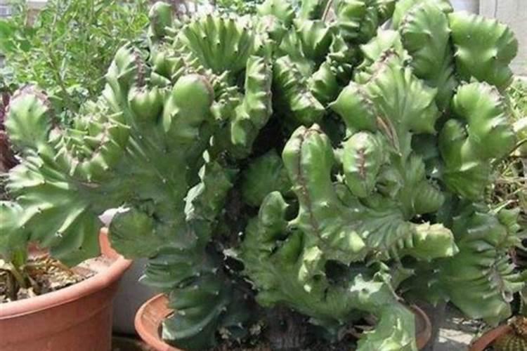 麒麟掌上什么肥料好？