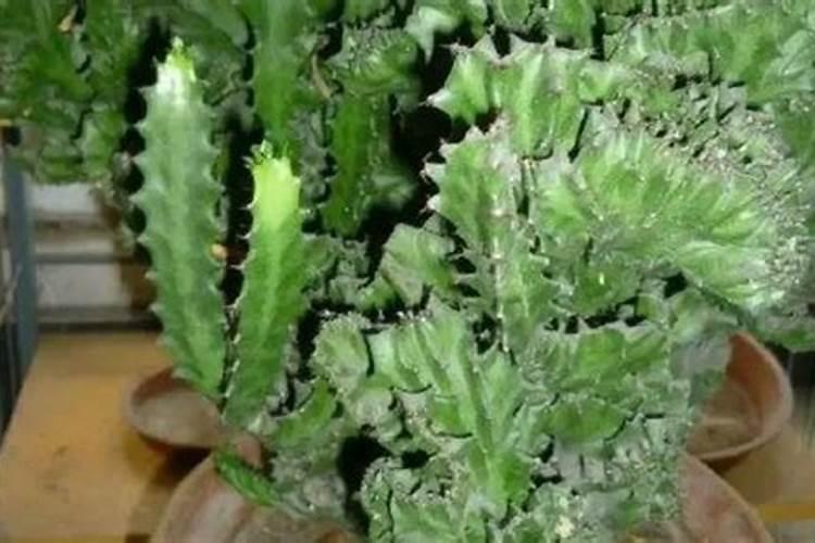 植物麒麟怎么养